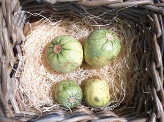 Organic raw green round zucchini on straw in a basket. Aerial view of fresh organic zucchini in wicker basket. Healthy food, vegetarian or diet concept. Vegetables background.