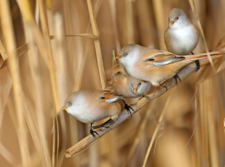 Males and females of The bearded reedling (Panurus biarmicus) are solitary and in groups perch on reed stalks in the soft morning light. Close-up and detailed photos from an unusual angle