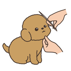 犬のトリミング　フェイスカット