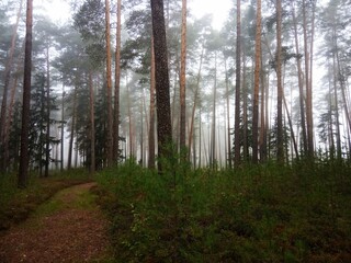 Fototapeta premium Morning fog in the pine forest