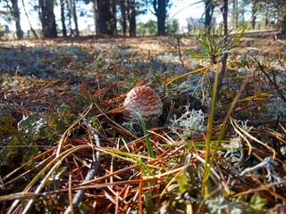 Red fly agaric in a pine forest