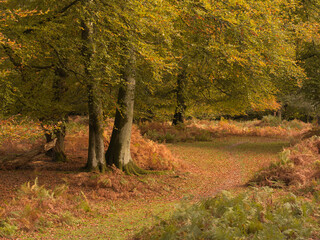 A woodland path in Autumn in the New Forest, Hampshire, UK