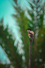 bird on a branch