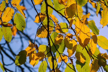 Blick auf herbstlich gefärbte Blätter in der Hansestadt Rostock