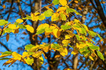 Blick auf herbstlich gefärbte Blätter in der Hansestadt Rostock