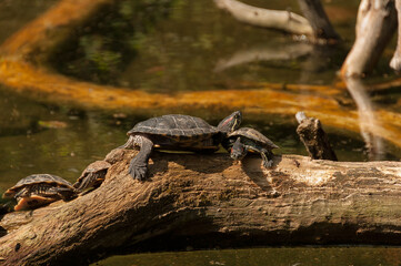 water turtles on a wooden log