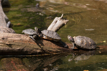 Fototapeta premium water turtles on a wooden log
