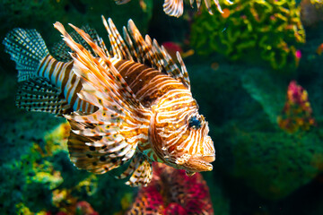 Venomous Lion Fish in Coral Reef