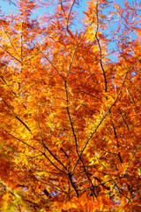 Autumn trees with colourful leaves and banches