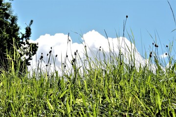 polana z Krwiściągiem Lekarskim © Iwona