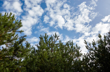Obraz premium Forest against the sky. Pine trees against a blue sky with clouds on a sunny day