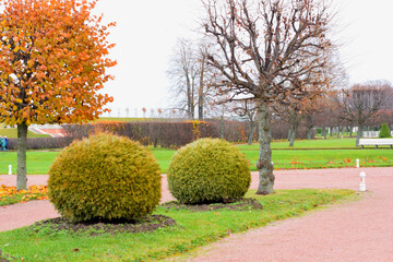 trees in the park