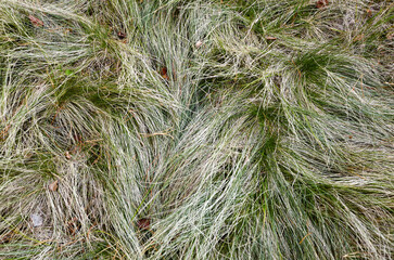 Abstract image of wavy grass at field. Natural and messy, luscious long green meadow grass forms patterns in the wind