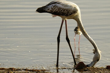 flamingo