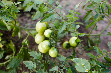 Green tomatoes grow on twigs summer. Beautiful green unripe heirloom tomatoes grown on a farm. Gardening tomato