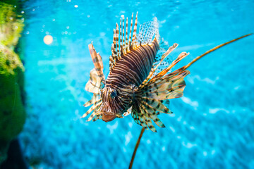 Fototapeta na wymiar Venomous Lion Fish in Coral Reef