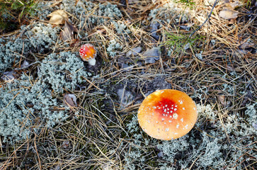 Toxic and hallucinogen mushroom Fly Agaric in needles and leaves on autumn forest background....