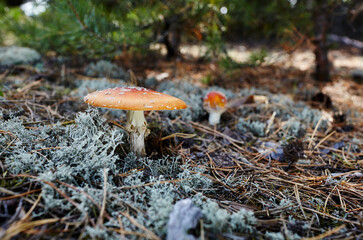 Toxic and hallucinogen mushroom Fly Agaric in needles and leaves on autumn forest background. Amanita Muscaria, poisonous mushroom. Selective focus, blurred background
