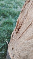 close up of a rock