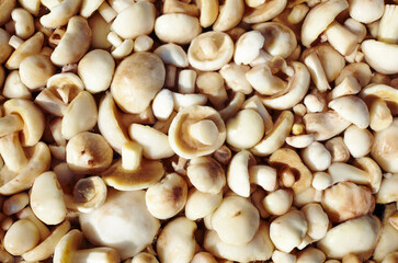 Clean, peeled Suillus mushrooms in metal pan. Fresh uncooked mushrooms background. Top view