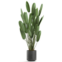 tropical plants Strelitzia in a pot on a white background