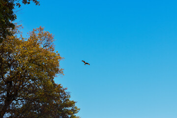 birds on the tree