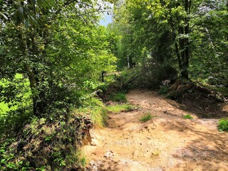 path in the forest