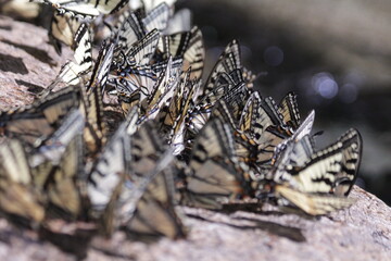 kaleidoscope of butterflies 07
