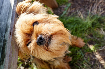 Naklejka na ściany i meble Beautiful yorkshire terrier on a grass waiting for play. Portrait of nice dog