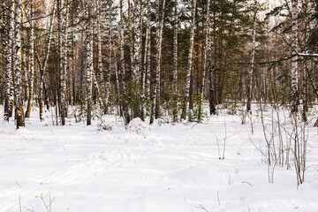 Fototapeta premium The birch and spruce forest is covered with snow