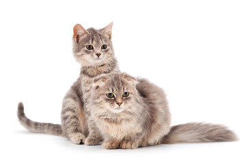 Two small kittens isolated.