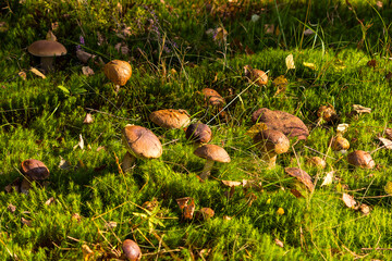 mushrooms in the grass