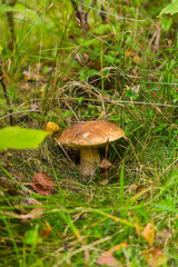 mushrooms in the forest
