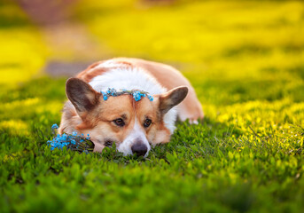 sad dog Corgi lies in the green grass with a bouquet of blue flowers forget me nots on a Sunny summer day
