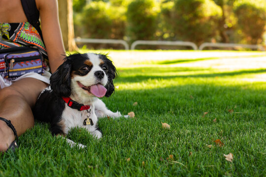 dog near woman foot in park outdoor sunny scenic space walking time pet and owner wallpaper concept picture with empty copy space for your text
