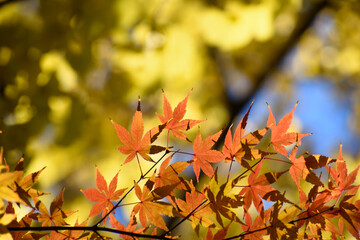 多聞院（埼玉県）の紅葉
