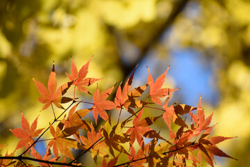 多聞院（埼玉県）の紅葉