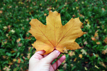 A yellow maple leaf, holded in a woman's hand, on a green grass background. Fall time, november.