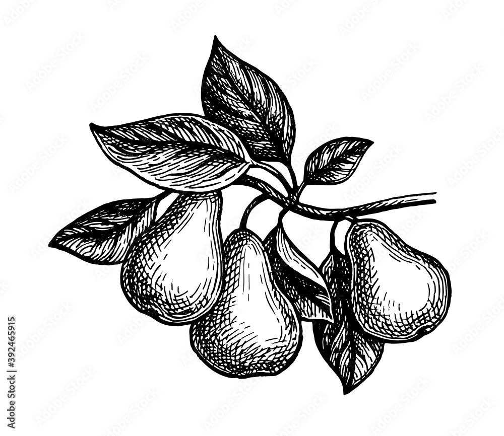 Canvas Prints ink sketch of pear.