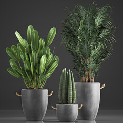  exotic plants in a pot on white background