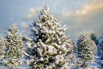 Balsam fir at a Christmas tree farm covered in a blanet of snow.