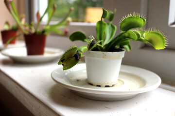 Venus flytrap plant with trapped flies
