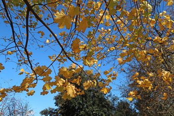 Feuilles couleurs d'automne