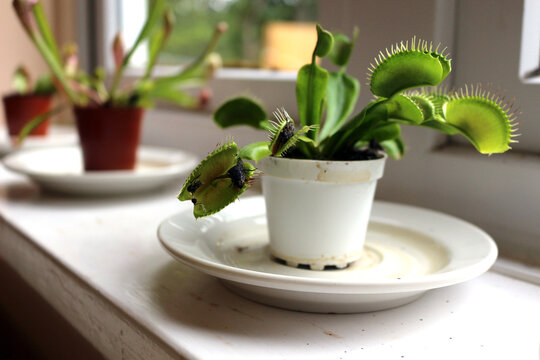 Venus flytrap plant with trapped flies
