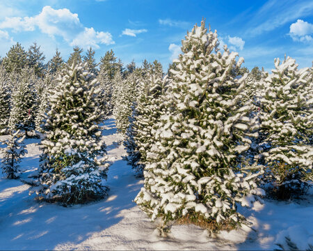 Balsam fir at a Christmas tree farm covered in a blanet of snow.