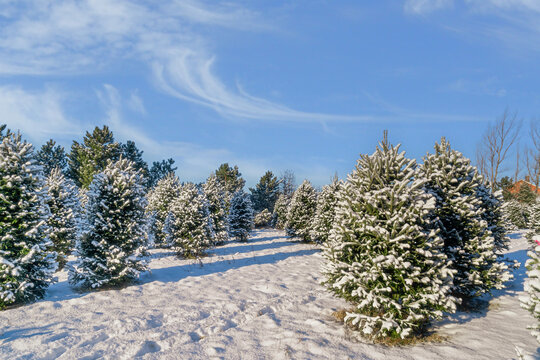 Balsam fir at a Christmas tree farm covered in a blanet of snow.