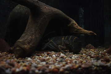 Gray swamp crayfish. Lobster stands on the rocks in the aquarium. Crayfish is hiding under a branch