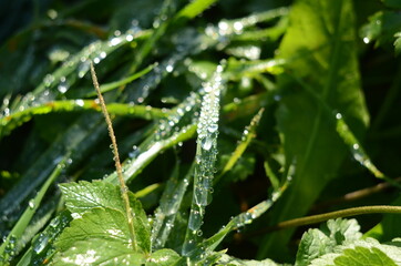 Frozen drops of dew on the grass. leaf close up.