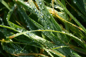 Frozen drops of dew on the grass. leaf close up.