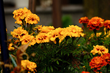 Tagetes flowers in a garden.